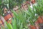 Ringbarkplant-nursery-10.jpg; ?>