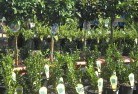 Ringbarkplant-nursery-14.jpg; ?>