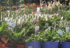 Ringbarkplant-nursery-16.jpg; ?>