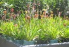 Ringbarkplant-nursery-17.jpg; ?>