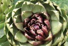 Ringbarkplant-nursery-1.jpg; ?>