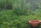 Ringbarkplant-nursery-21.jpg; ?>