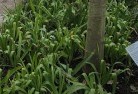 Ringbarkplant-nursery-23.jpg; ?>