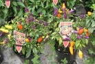 Ringbarkplant-nursery-27.jpg; ?>