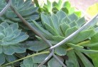 Ringbarkplant-nursery-28.jpg; ?>