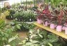 Ringbarkplant-nursery-7.jpg; ?>